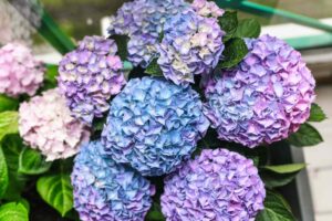 how to make a hydrangea arrangement