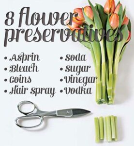 how to work with flower preservatives